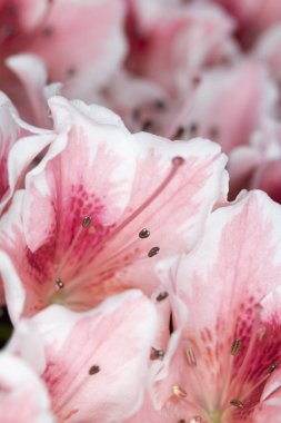 Pretty Pink Karanfil Tarzı Çiçek ve Yaprakları Close Up