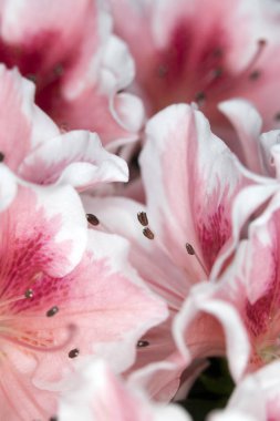 Pretty Pink Karanfil Tarzı Çiçek ve Yaprakları Close Up