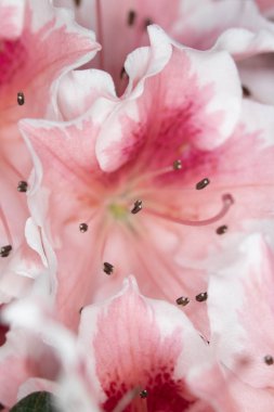 Pretty Pink Karanfil Tarzı Çiçek ve Yaprakları Close Up