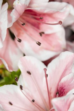 Pretty Pink Karanfil Tarzı Çiçek ve Yaprakları Close Up