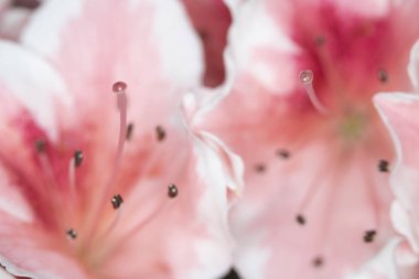 Pretty Pink Karanfil Tarzı Çiçek ve Yaprakları Close Up