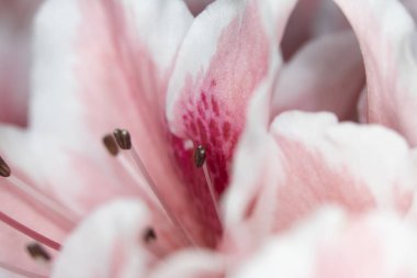 Pretty Pink Karanfil Tarzı Çiçek ve Yaprakları Close Up
