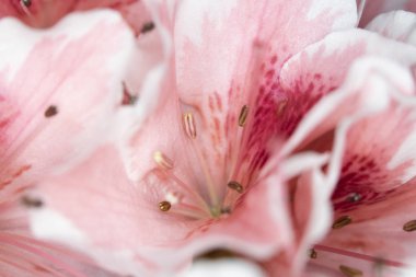 Pretty Pink Karanfil Tarzı Çiçek ve Yaprakları Close Up