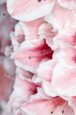 Pretty Pink Karanfil Tarzı Çiçek ve Yaprakları Close Up