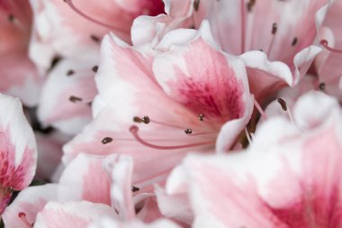 Pretty Pink Karanfil Tarzı Çiçek ve Yaprakları Close Up