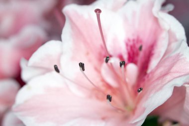 Pretty Pink Karanfil Tarzı Çiçek ve Yaprakları Close Up