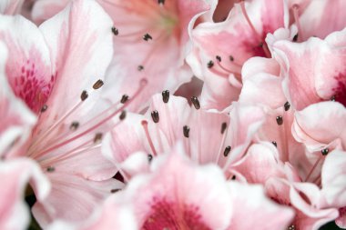 Pretty Pink Karanfil Tarzı Çiçek ve Yaprakları Close Up