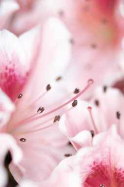 Pretty Pink Karanfil Tarzı Çiçek ve Yaprakları Close Up