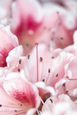 Pretty Pink Karanfil Tarzı Çiçek ve Yaprakları Close Up