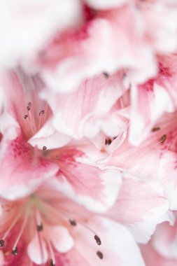 Pretty Pink Karanfil Tarzı Çiçek ve Yaprakları Close Up