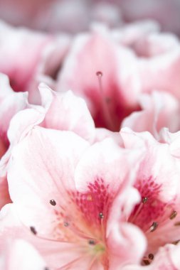 Pretty Pink Karanfil Tarzı Çiçek ve Yaprakları Close Up