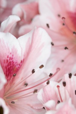 Pretty Pink Karanfil Tarzı Çiçek ve Yaprakları Close Up