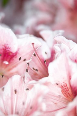 Pretty Pink Karanfil Tarzı Çiçek ve Yaprakları Close Up