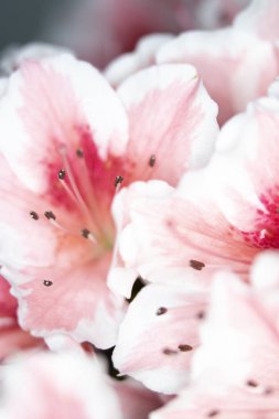 Pretty Pink Karanfil Tarzı Çiçek ve Yaprakları Close Up