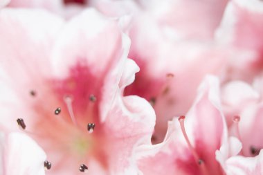 Pretty Pink Karanfil Tarzı Çiçek ve Yaprakları Close Up