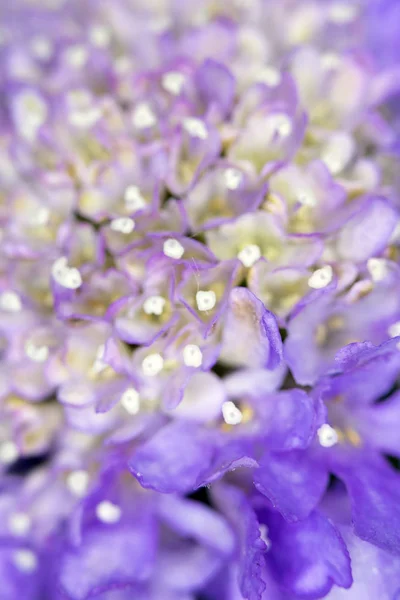 Ganska Små Rosa Och Lila Kronblad Ett Blomma Huvud — Stockfoto