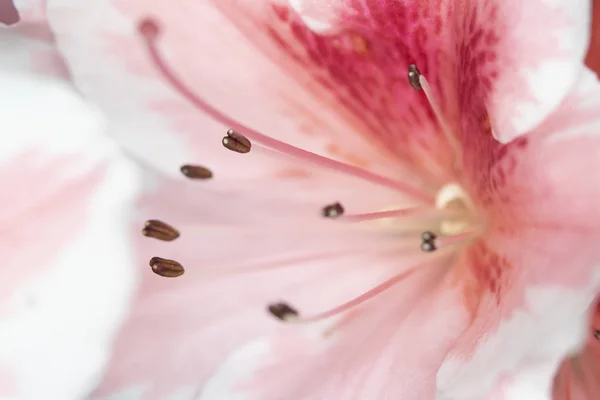 Nahaufnahme Von Hübschen Rosa Blumen Und Blütenblättern Nelkenstil — Stockfoto