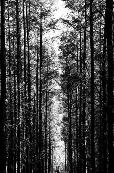 Fotografia Wysokich Drzew Malownicza Ścieżka Zarośniętym Słońcem — Zdjęcie stockowe