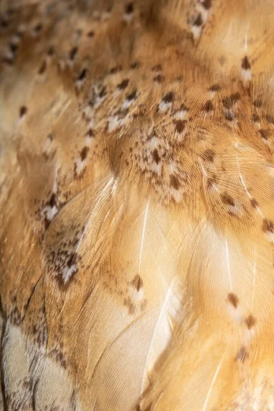 Närbild Vackra Brittiska Barn Owl Feathers — Stockfoto
