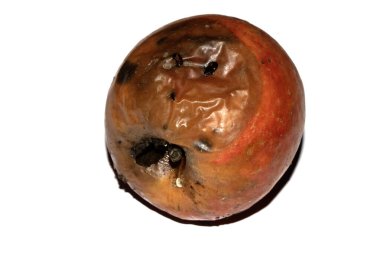 Çürük, kırmızı bir elma çürümüş ve beyaz arka plana bastırılması gerekiyor.