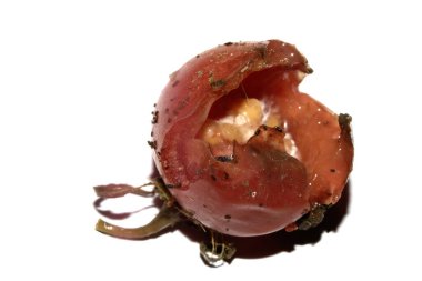 Çok küflü ve ezilmiş domates çürümüş ve çürümüş.