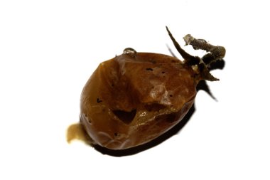 Çok küflü ve ezilmiş domates çürümüş ve çürümüş.