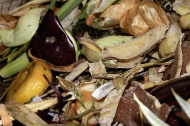 Bozulmuş çürük sebze artıklarını gübreye kapatıyoruz.