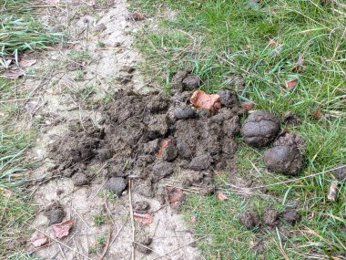 Bir yol üzerinde at boku yığını.