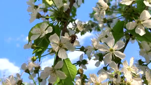 Ağır çekim, kiraz ağacı, beyaz çiçek arıya uçan arı — Stok video