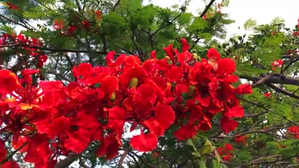 Цветение красных цветов большого дерева Delonix Regia — стоковое видео