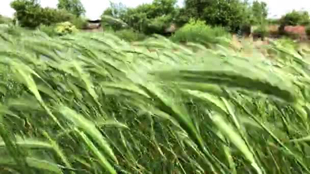Красива висока трава, зелена рослина дме на вітер — стокове відео
