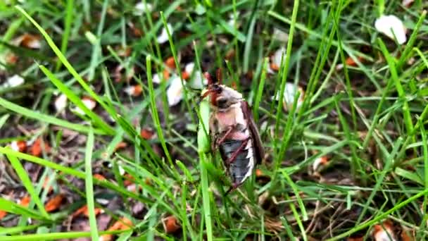 Chafer de jardin sur herbe verte 