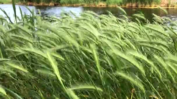 Vackra höga gräs, gröna växten blåser på vinden — Stockvideo