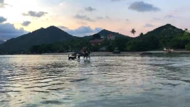 Os cães brincam na praia. Cães brincando e salpicando água no mar — Vídeo de Stock