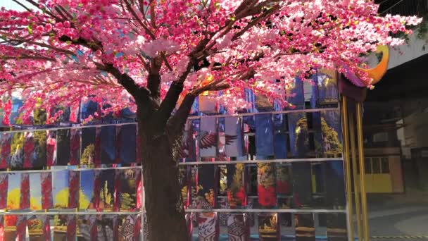 Rosa Sakkura-Blüte im Garten — Stockvideo
