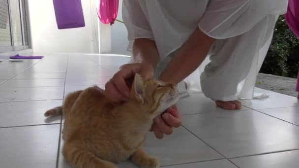 Woman Stroking Cute little Cat Outdoors — Stock Video