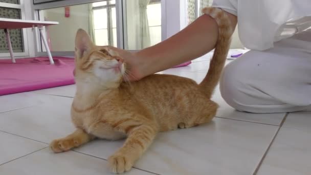 Vrouw Stroking schattige kleine kat buiten — Stockvideo