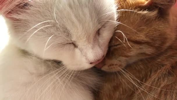 Sommeil Chats mignons — Video