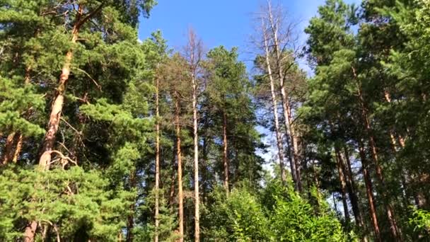 Foresta profonda beuatiful nell'ora solare di estate — Video Stock