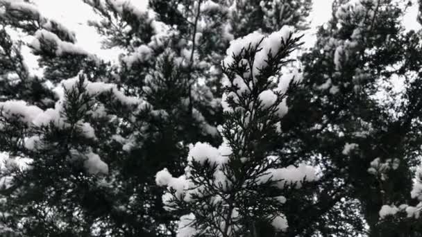 Ramo d'albero coperto di neve — Video Stock