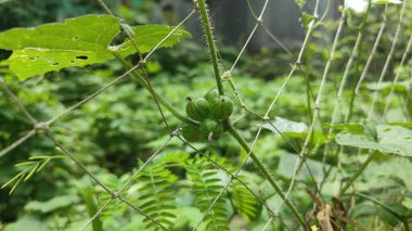 Çevrede Yeşil Asma Yaprak Büyümesi, Asma Bitkisi Yaprak Dokusunun Doğal Yakın Çekimi