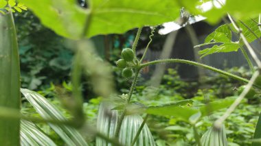 Çevrede Yeşil Asma Yaprak Büyümesi, Asma Bitkisi Yaprak Dokusunun Doğal Yakın Çekimi