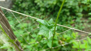 Çevrede Yeşil Asma Yaprak Büyümesi, Asma Bitkisi Yaprak Dokusunun Doğal Yakın Çekimi