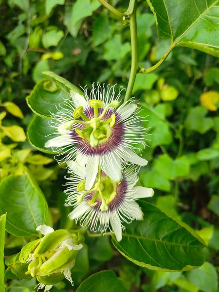 Tutku çiçekleri çiçek açar. Çiçeklerin detaylarını gözler önüne serer..