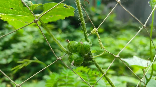 Çevrede Yeşil Asma Yaprak Büyümesi, Asma Bitkisi Yaprak Dokusunun Doğal Yakın Çekimi
