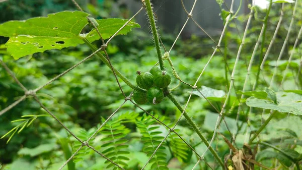 Çevrede Yeşil Asma Yaprak Büyümesi, Asma Bitkisi Yaprak Dokusunun Doğal Yakın Çekimi