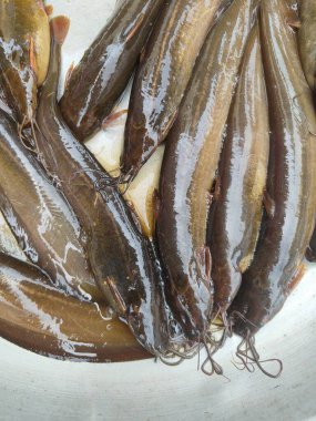 Metal Tepside Taze Yakalanmış Yayınbalığı