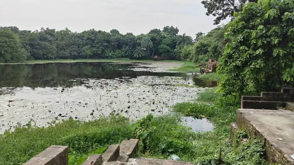 Serene Lakeside Yeşillik Manzarası