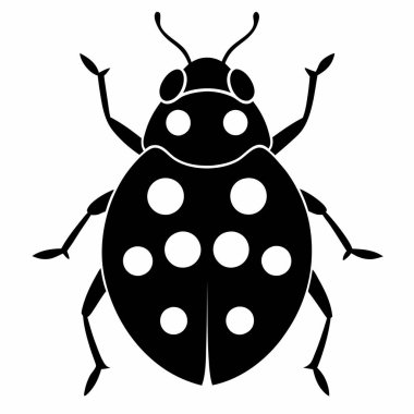  Kolorado Patates Böceği beyaz üzerine