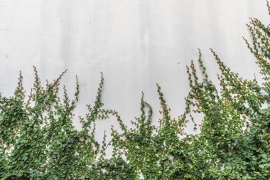 Yeşil yapraklı beyaz beton duvar